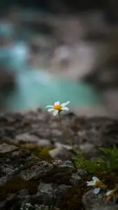 Close-up of a lone daisy growing on rocky terrain in Bozyaka, Antalya, with blurred water in the background.
