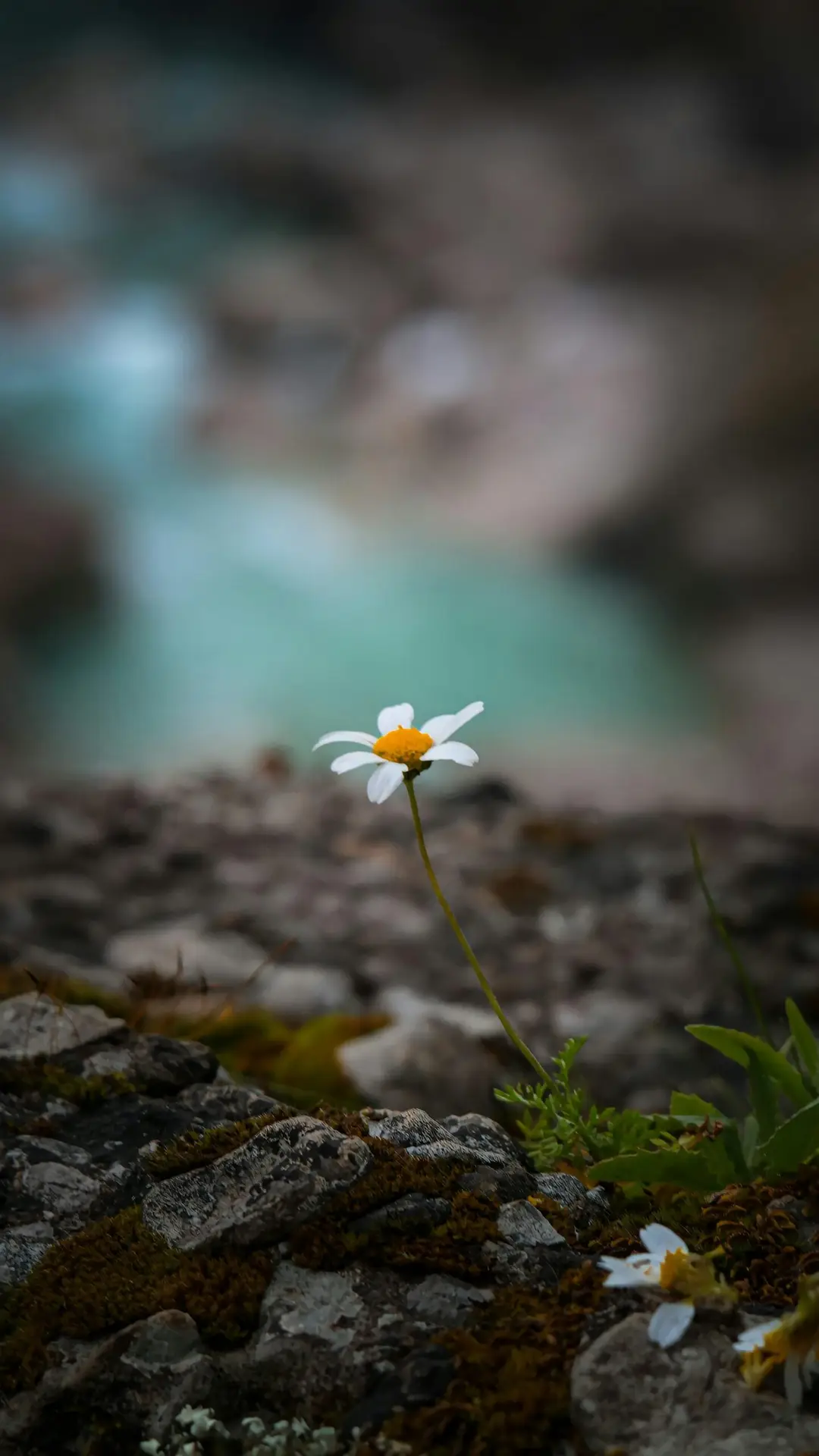 Close-up of a lone daisy growing on rocky terrain in Bozyaka, Antalya, with blurred water in the background.