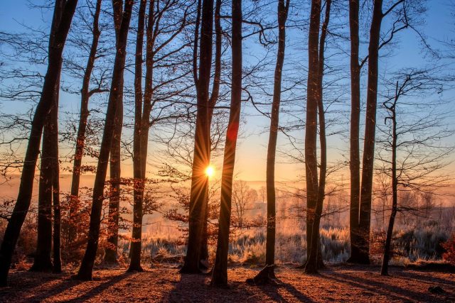 forest, sunset, trees, silhouettes, trunks, tree trunks, tall trees, tree silhouettes, backlighting, woods, woodlands, branches, tree branches, bare trees, sunrays, sunbeams, dusk, twilight, landscape, sun, nature, forest, forest, forest, forest, forest, sunset, sunset, trees, trees, trees, sun, nature